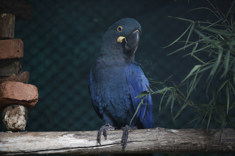 Zoo traz arara-azul da Espanha para ajudar na reprodução da espécie