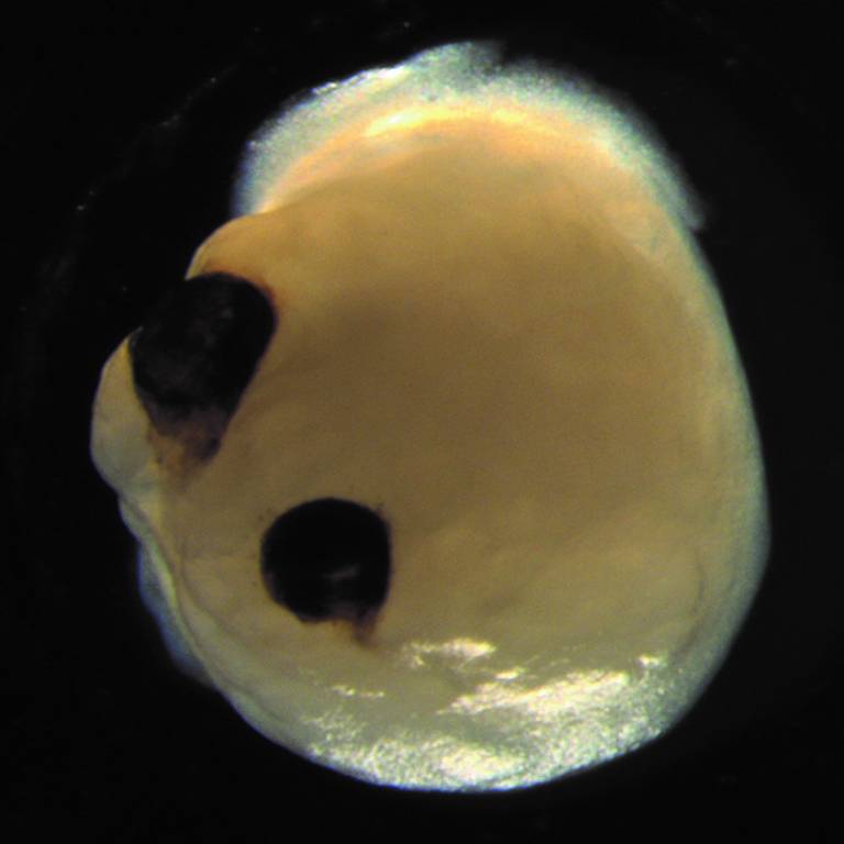 Na foto microscópica com fundo preto, vê-se ao centro da imagem um minicérebro, produzido em laboratório. Ele é uma pequena estrutura ovóide de cor creme, e possui dois pequenos pontos pretos do lado esquerdo, um em cima do outro