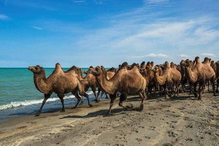 Camelos caminham na beira de uma praia