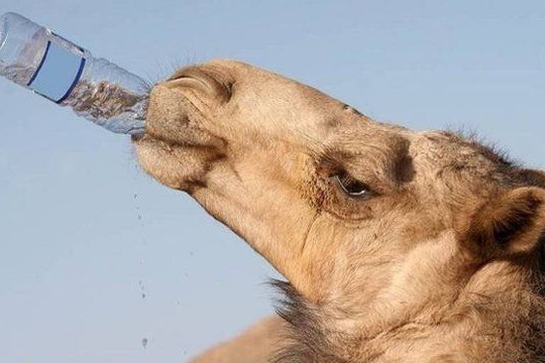 Imagem em close mostra um camelo com uma garafa de água na boca