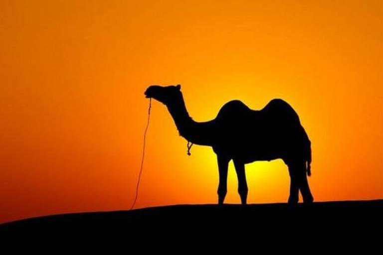 Em destaque se vê um camelo. Ao fundo o pôr do sol