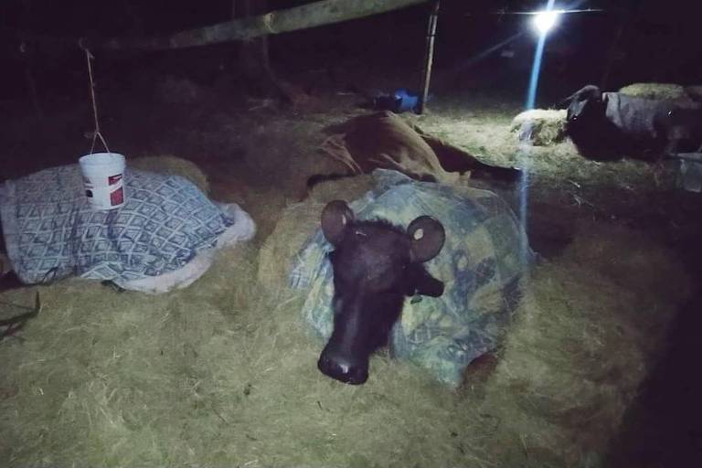Caso das búfalas de Brotas choca, mas a brutalidade não existe só no sítio de Água Sumida