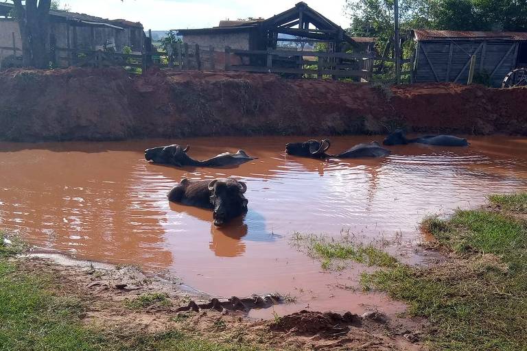 Búfalos abandonados por fazendeiro em Brotas, no interior de São Paulo