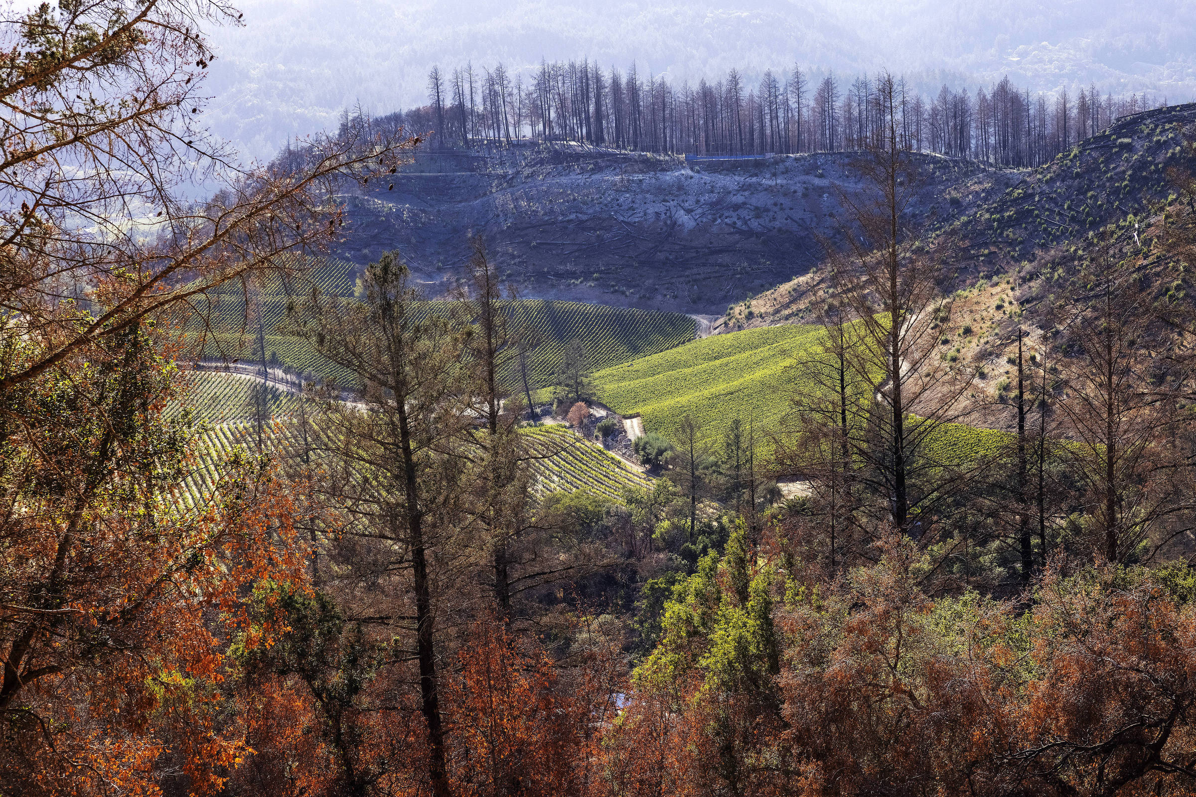 Vineyards amid a burnt forest in California's Napa Valley Region