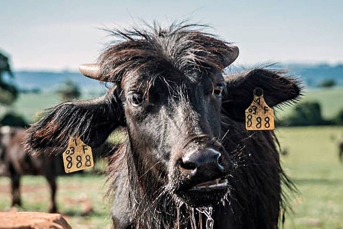 Polícia prende dono de fazenda de Brotas (SP) com búfalos abandonados
