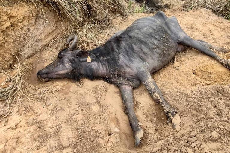 Imagem mostra búfalo morto em fazenda de Brotas, no interior paulista