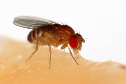 Drosophila melanogaster, também conhecida como mosca-da-fruta, alimentando-se