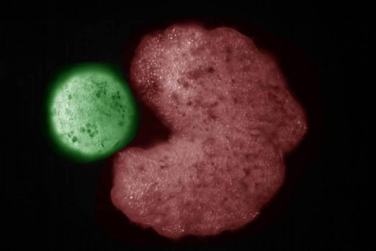 O xenobot em formato de Pac-Man (vermelho) ao lado das células-tronco que foram comprimidas em uma bola, em verde