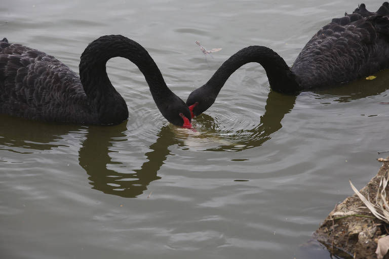 Dois gansos estão nadando em um lago. As cabeças dos animais estão dentro da água.