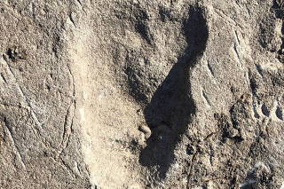 Fossilized footprints dating from 3.66 million years ago in Tanzania