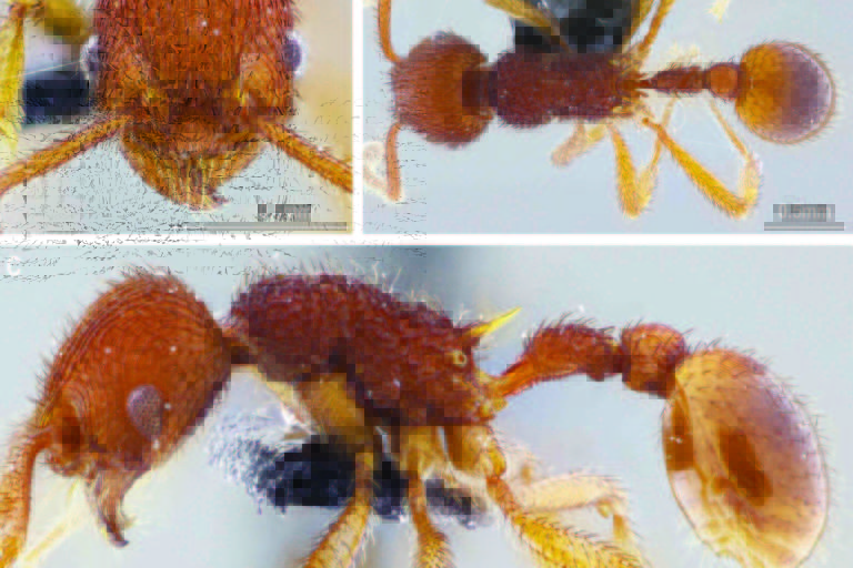 Foto de uma operária da espécie de formiga Hylomyrma marielleae