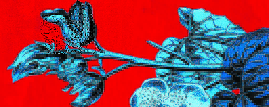 Ilustração que estampa a capa de Em Busca dos Jardins de Nossas Mães, que Alice Walker publica pela Bazar do Tempo