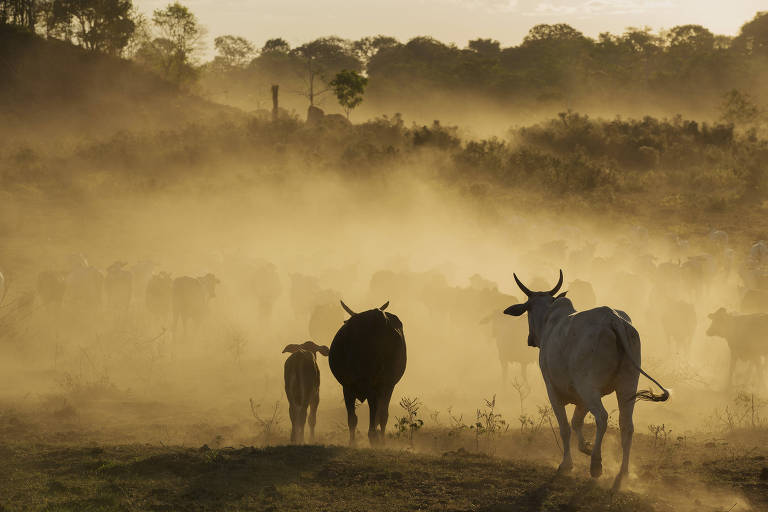 foto mostra silhueta de gado circulando por área com poeira 