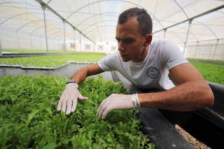 Abd-elrahman Nasef, 31, checks the plants in his aquaponic farm, which recycles water in fish tanks to grow vegetables, in Cairo
