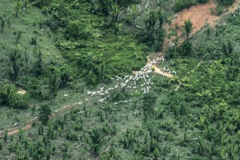 Imagem aérea mostra rebanho de gado no meio de uma floresta