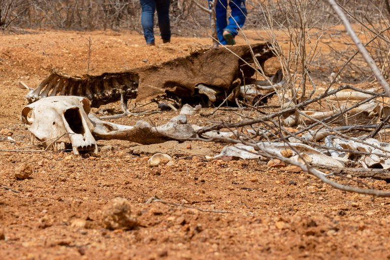 Carcaça de gado estendida no chão em assentamento de Senador Elói de Souza (RN), que vive estado de calamidade pública pela seca
