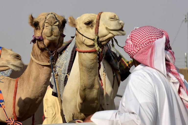 Animais participam do Festival de Camelo da Coroa, na Arábia Saudita