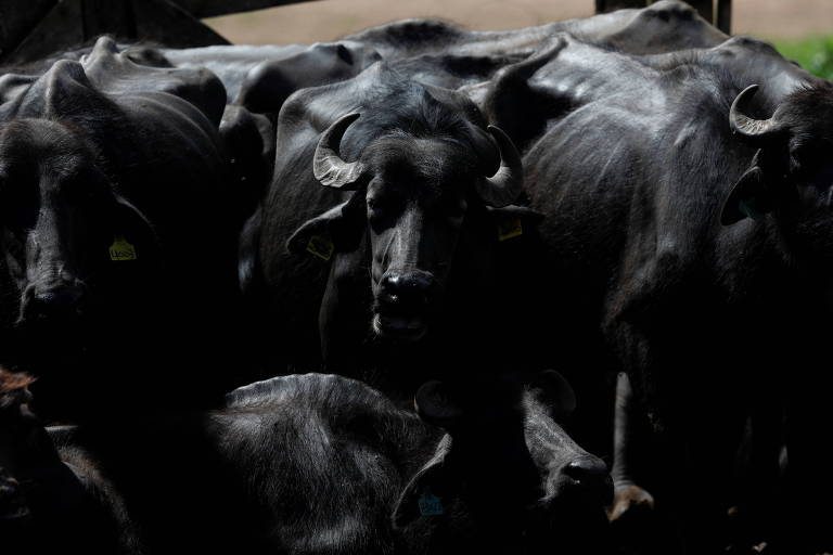 Imagem mostra búfalos em fazenda
