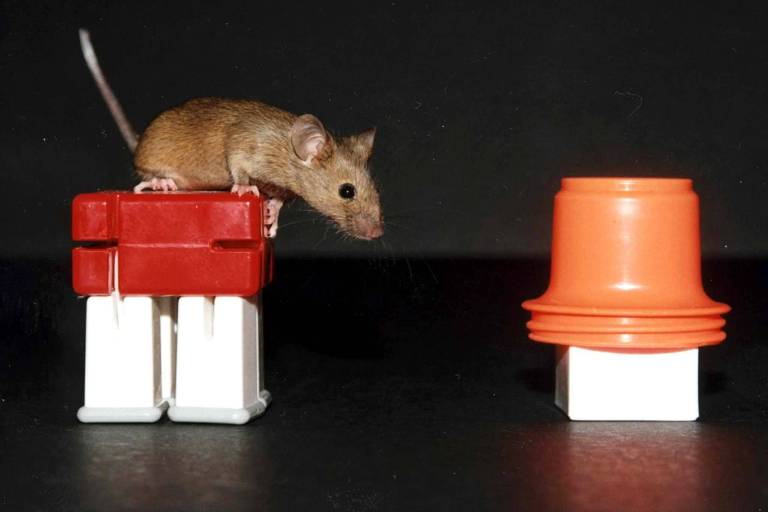 Rato de laboratório sobre uma mesa