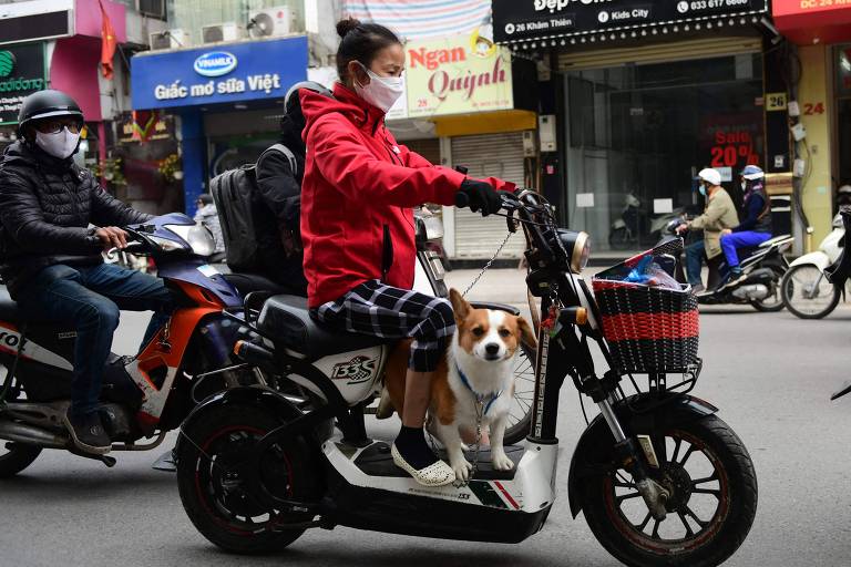 Cidade vietnamita quer proibir venda de carne de cachorro e gato
