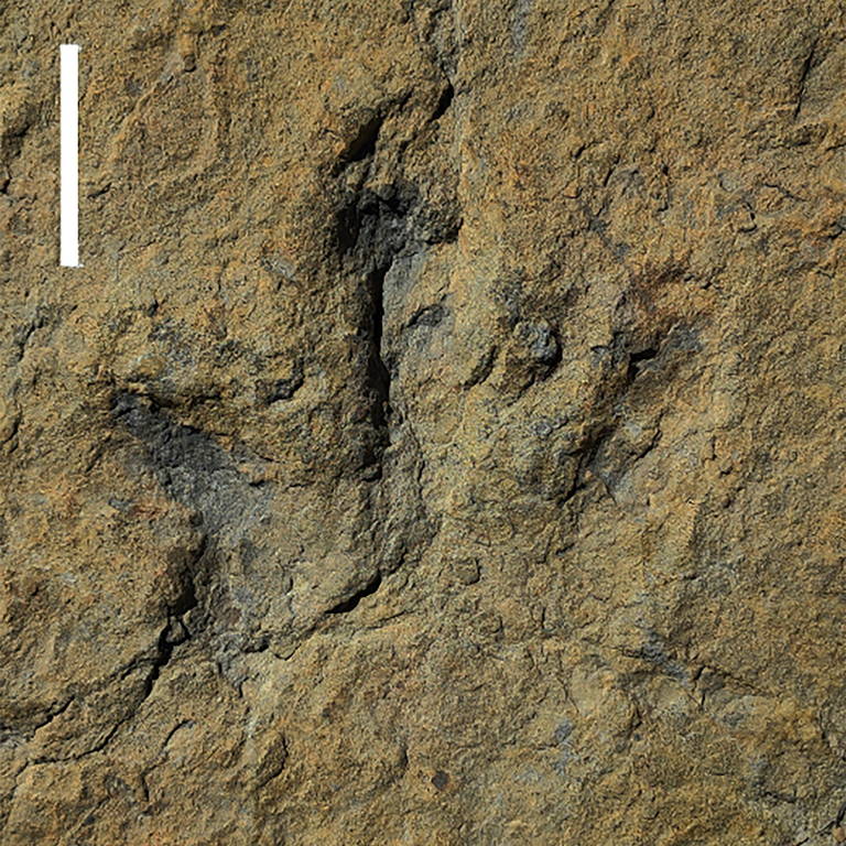 Uma pegada fossilizada de dinossauro feita há cerca de 120 milhões de anos durante o período Cretáceo a partir de uma das duas pegadas descobertas na região de La Rioja, no norte da Espanha
