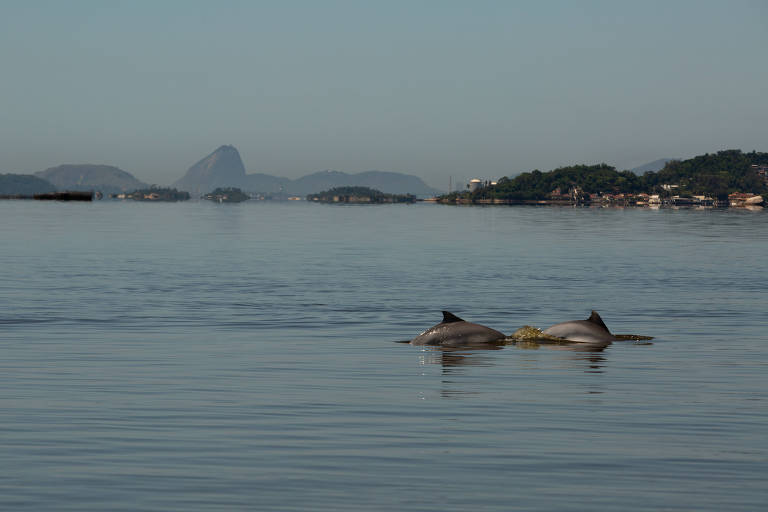 Botos somem, e mangues dão esperança de vida à baía de Guanabara