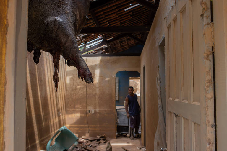 Porco fica preso em telhado de uma casa por conta da enchente provocada pela chuva na cidade de Nova Alegria, interior do estado da Bahia