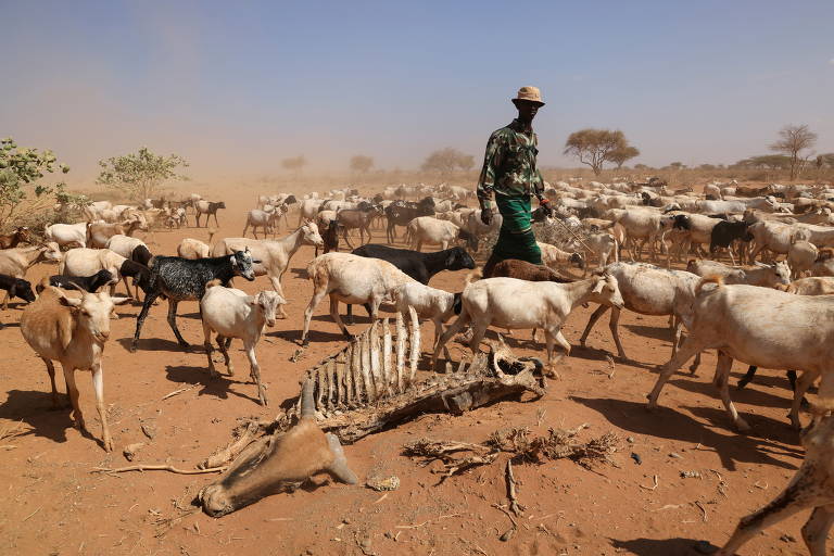 Seca vira desastre nacional no Quênia e ameaça vida de animais; veja fotos