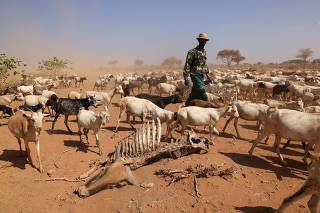 A herder walks his goats past a carcass of a caw who died due to an ongoing drought is seen near the town of Kargi, Marsabit county