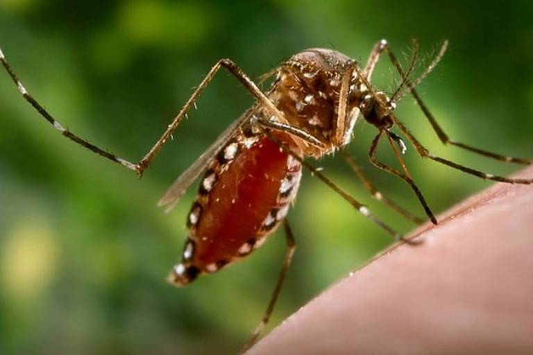 Casos de chikungunya disparam e acendem alerta de nova epidemia no Brasil