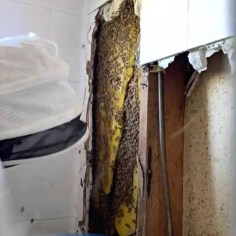 A apicultora profissional Elisha Bixler durante o trabalho de remoção das abelhas e da colmeia da parede do banheiro