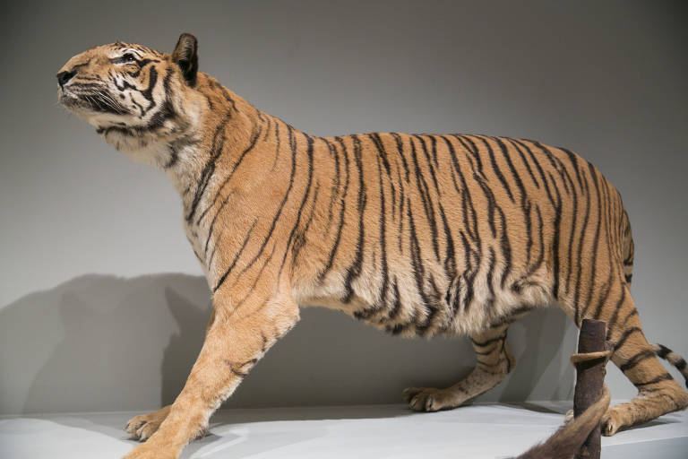 Parte dos animais expostos no Museu de Zoologia da USP passaram por taxidermia, uma técnica para conservação de seres mortos