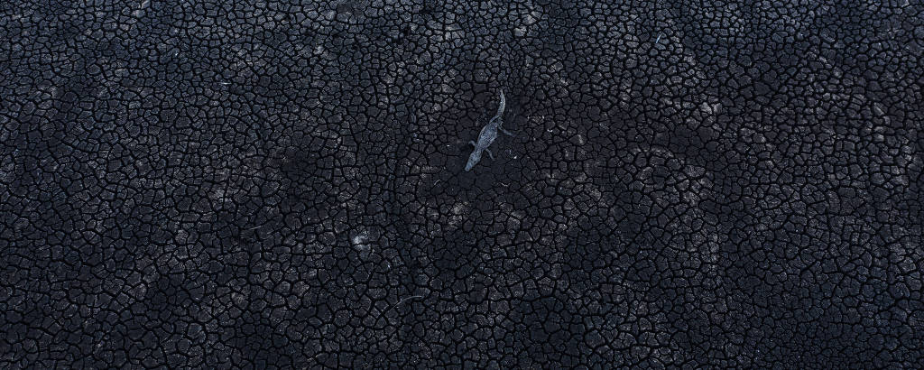 Corpo de jacaré visto de cima em meio a uma terra preta