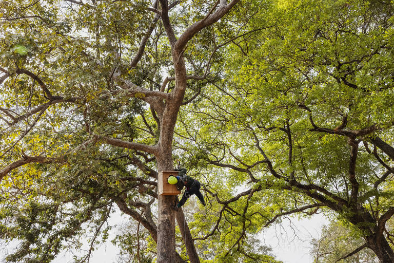 Mulher está no alto de um tronco de árvore espiando dentro de uma casinha. Ela usa capacete amarelo e equipamento de segurança