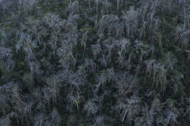 Árvores mortas, de cor escura, vistas de cima