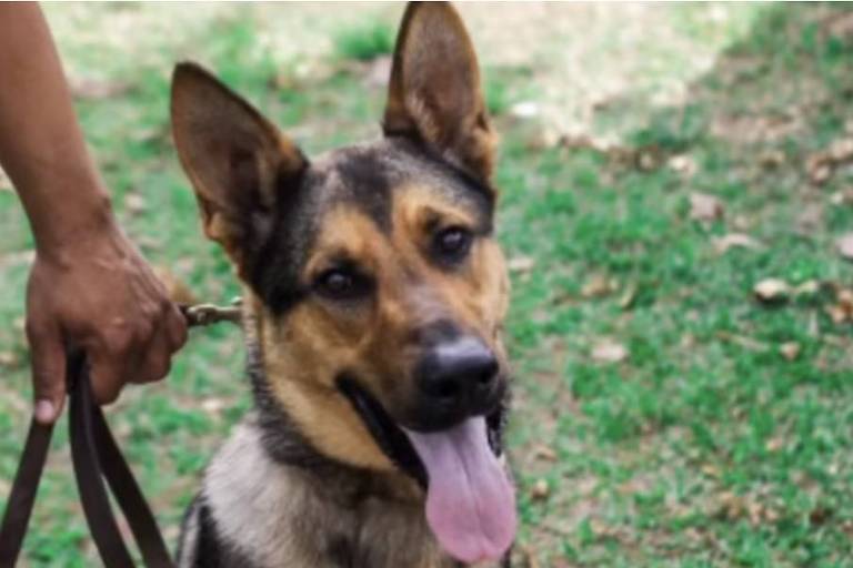 Morre Yno, cachorro da PM de Minas agredido em perseguição