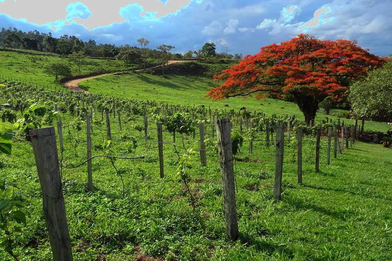 Vista da fazenda de vinho colonial Família Fiorini, em Caconde (SP)