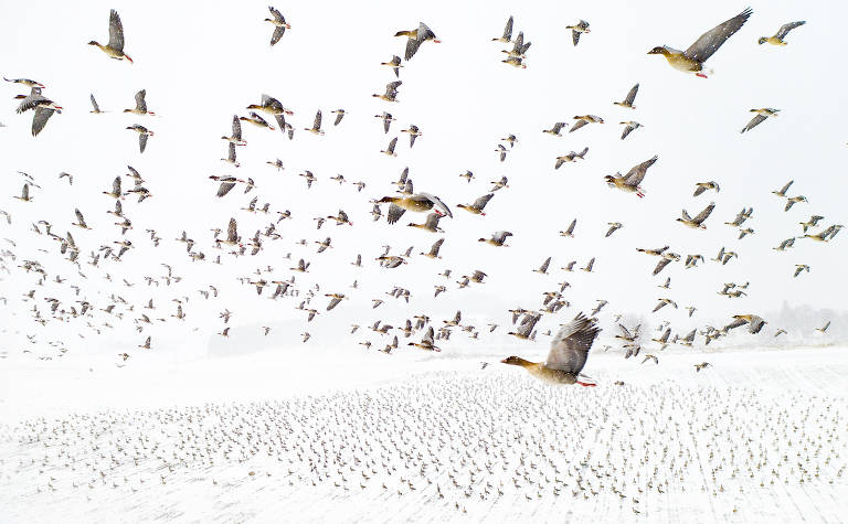 Imagem aérea mostra milhares de gansos de pés-rosa durante o voo e parte do bando caminhando sob o solo