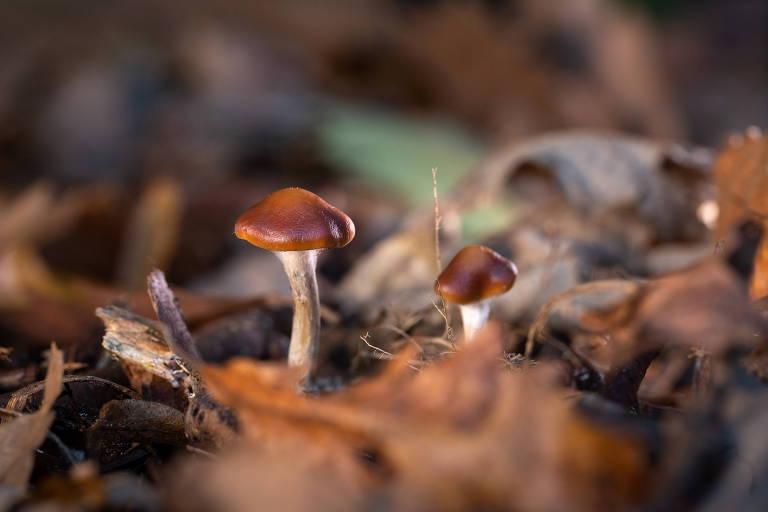Dois fungos pequenos de chapéu marrom e haste branca, do gênero Psilocybe, ao qual pertencem os chamados "cogumelos mágicos"