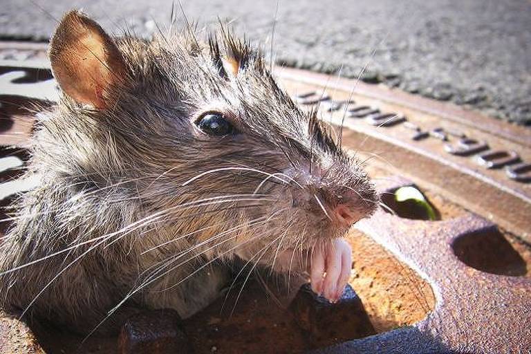 'Comendo com ratos': Por que Nova York está sofrendo com invasão de roedores