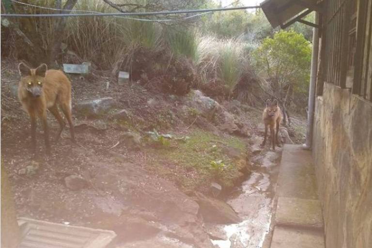 Lobos-guará são flagrados próximo ao abrigo Rebouças, no Parque Nacional do Itatiaia