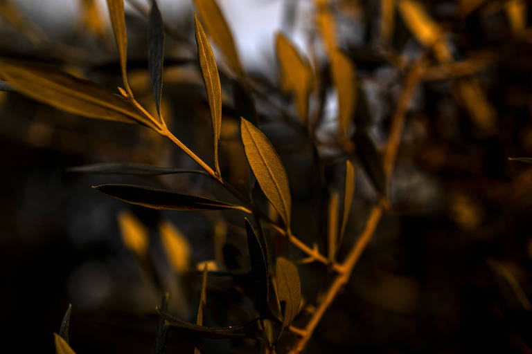 Ramos de oliveira com folhas 