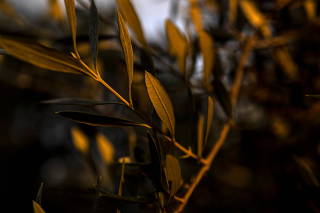 Olive tree leaves are seen outside an oil mill in Kalamata