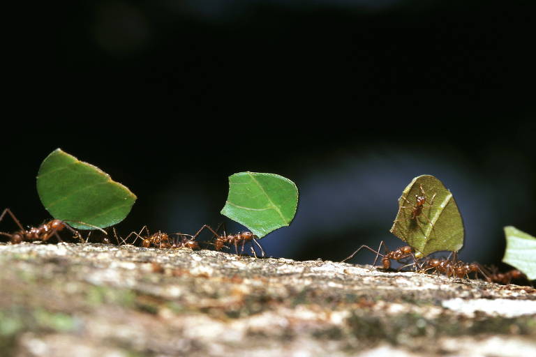 Formigas cortadeiras, objetos de estudo do biólogo Edward Wilson, carregam o segmento de folha para o formigueiro, na Costa Rica
