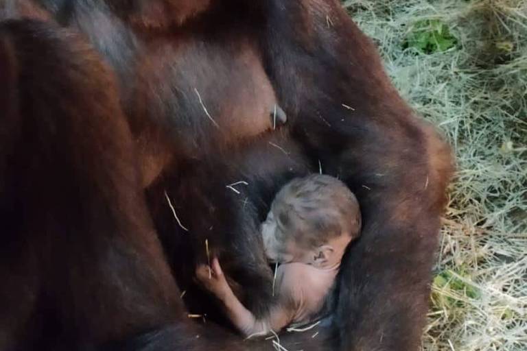 Gorila segurando filhote