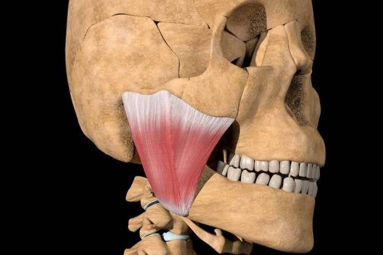 O masseter é o mais proeminente dos músculos da mandíbula