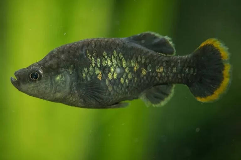 Peixe 'extinto' no México é reintroduzido na natureza graças a zoo
