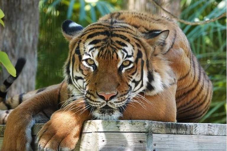 Tigre malaio Eko no zoológico de Naples, na Flórida