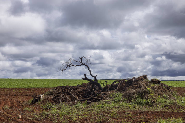 Parte de uma árvore caída contrasta com o céu cheio de nuvens; ao fundo, um grande campo aberto