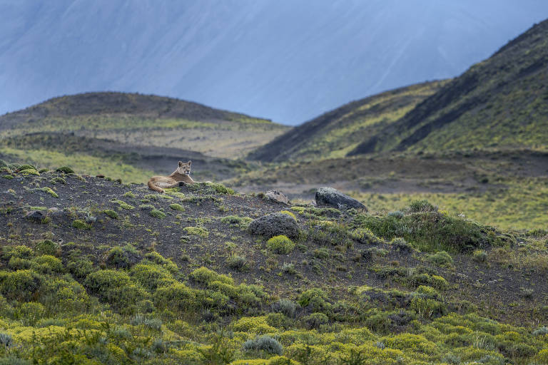 Puma é um predador que se alimenta de guanacos e outras espécies na Patagônia
